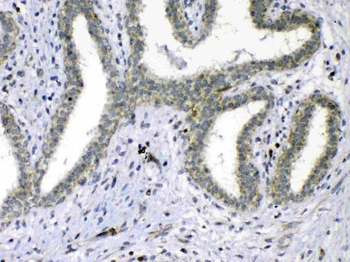 Cdc20 Antibody