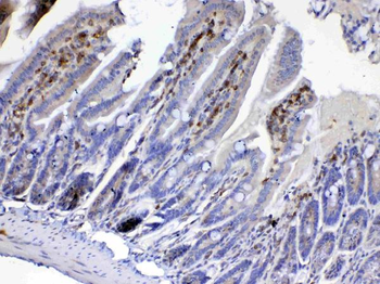 Cdc20 Antibody