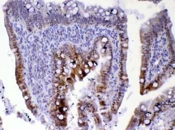 Cdc20 Antibody
