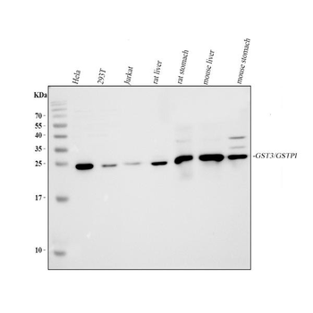 GST3/GST pi/Gstp1 Rabbit Polyclonal Antibody