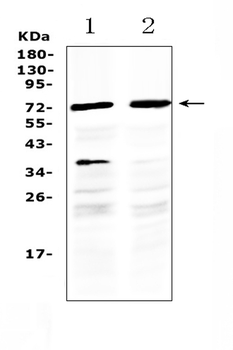MAK Rabbit Polyclonal Antibody