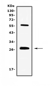 IL17/Il17a Antibody