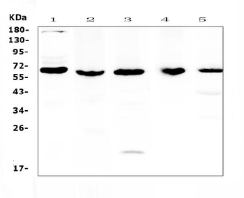 TRAF3 Rabbit Polyclonal Antibody