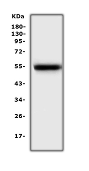 EPO Receptor/Epor Rabbit Polyclonal Antibody