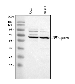 PPAR gamma/PPARG Rabbit Polyclonal Antibody