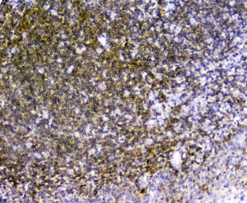 TRAIL/TNFSF10 Antibody