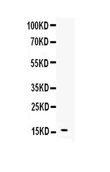 Leptin Rabbit Polyclonal Antibody