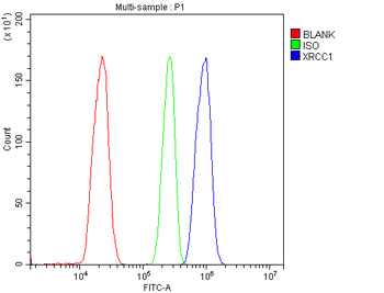XRCC1 Antibody