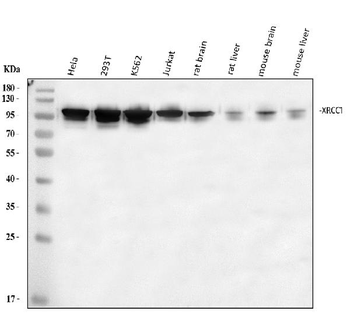 XRCC1 Antibody