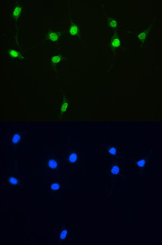 XRCC1 Antibody