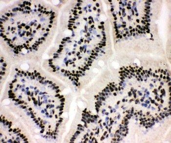 XRCC1 Antibody