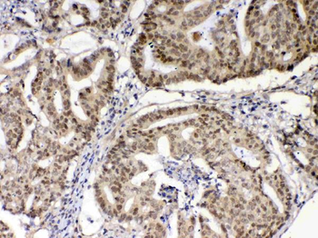 XRCC1 Antibody