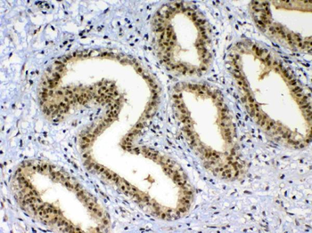 XRCC1 Antibody
