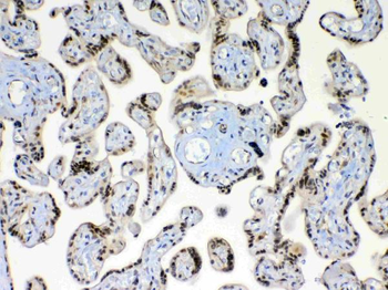 XRCC1 Antibody