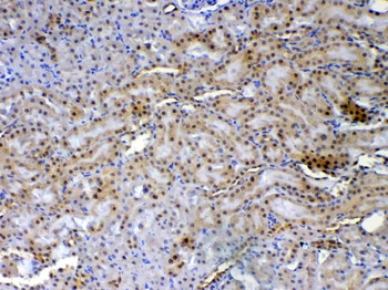 XRCC1 Antibody