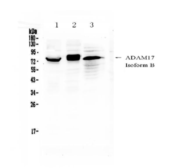 ADAM17 Rabbit Polyclonal Antibody