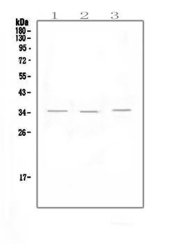 NKG2D/KLRK1 Rabbit Polyclonal Antibody