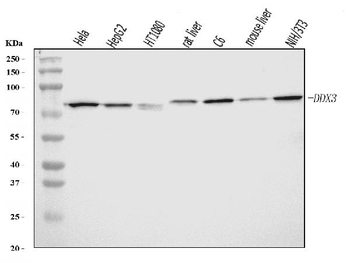 DDX3/DDX3X Rabbit Polyclonal Antibody