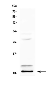 PF4 Antibody