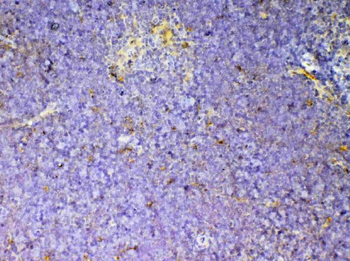CD59/Cd59a Rabbit Polyclonal Antibody