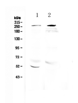 RanBP2 Rabbit Polyclonal Antibody