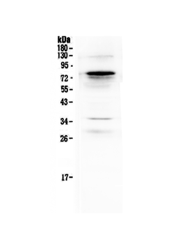 Complement C9 Rabbit Polyclonal Antibody