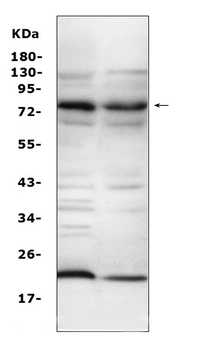 Complement C9 Rabbit Polyclonal Antibody