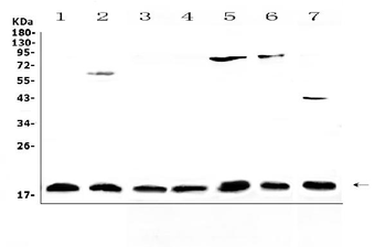 IL23/IL23A Rabbit Polyclonal Antibody