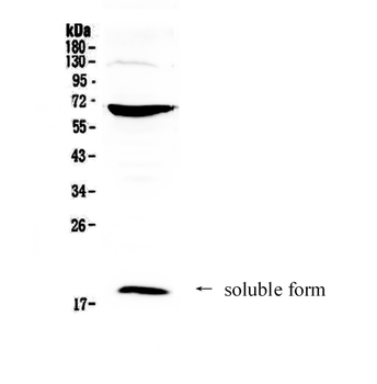 CD40L/CD40LG Antibody
