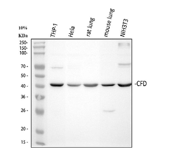 Factor D/CFD Antibody
