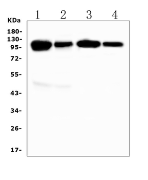 VCAM1 Antibody