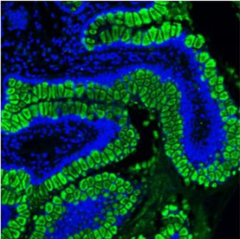 MUC2 Antibody