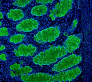 MUC2 Antibody