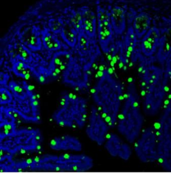 MUC2 Antibody