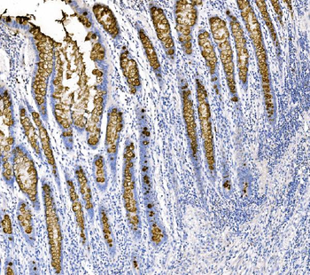 MUC2 Antibody
