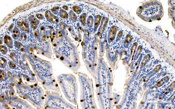 MUC2 Antibody