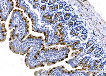 MUC2 Antibody