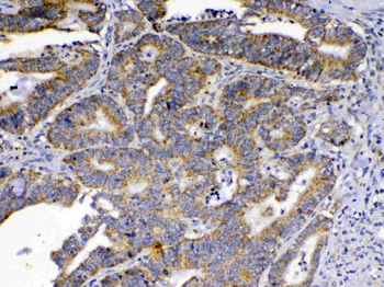 SCF/KITLG Rabbit Polyclonal Antibody