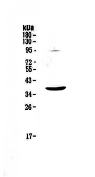SCF/KITLG Rabbit Polyclonal Antibody