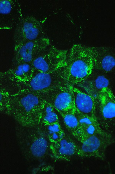 VEGF Receptor 3/FLT4 Antibody
