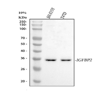 IGFBP2 Antibody