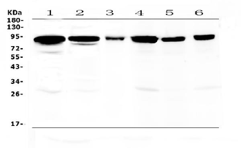 Periostin/Postn Rabbit Polyclonal Antibody