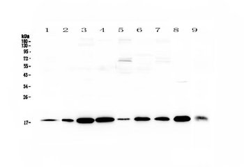 LIF Rabbit Polyclonal Antibody