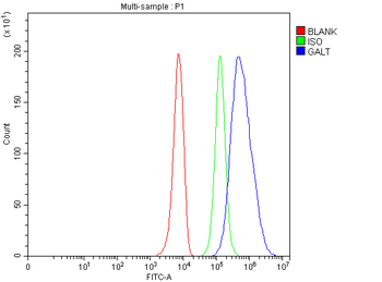 GALT Rabbit Polyclonal Antibody