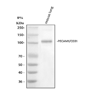 CD31/Pecam1 Antibody