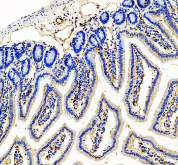 CD31/Pecam1 Antibody