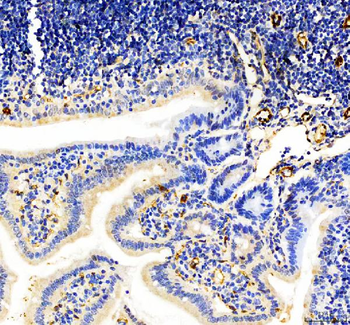 CD31/Pecam1 Antibody