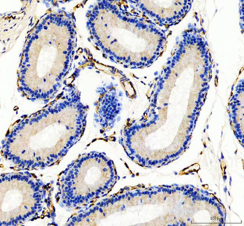 CD31/Pecam1 Antibody