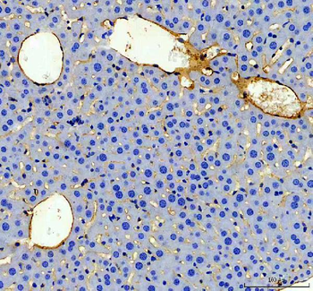 CD31/Pecam1 Antibody