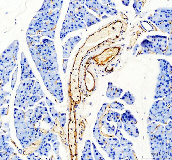 CD31/Pecam1 Antibody